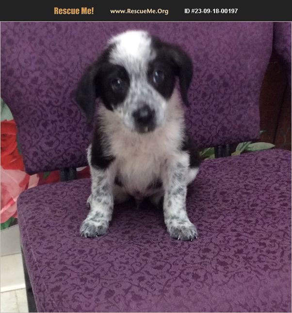 ADOPT 23091800197 Australian Cattle Dog Rescue Lebanon, MO