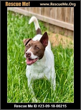 Dog for adoption - Fable, a Labrador Retriever in Cumberland, RI