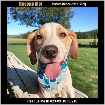 Providence, RI - Dachshund/Beagle. Meet Alaric KL in MS a Pet for Adoption  - AdoptaPet.com