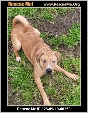 Dog for adoption - Fable, a Labrador Retriever in Cumberland, RI