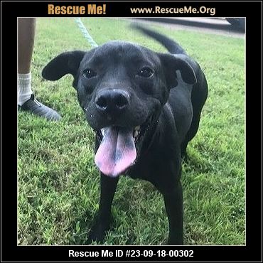 Dog for adoption - Fable, a Labrador Retriever in Cumberland, RI