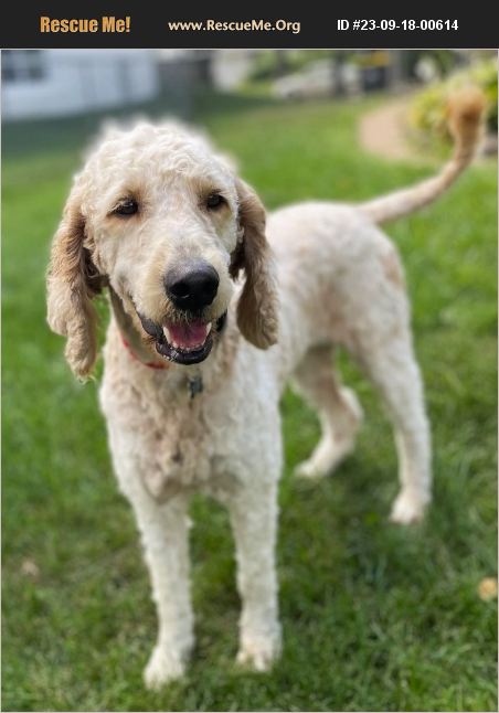 ADOPT 23091800614 ~ Poodle Rescue ~ Lisbon, IA