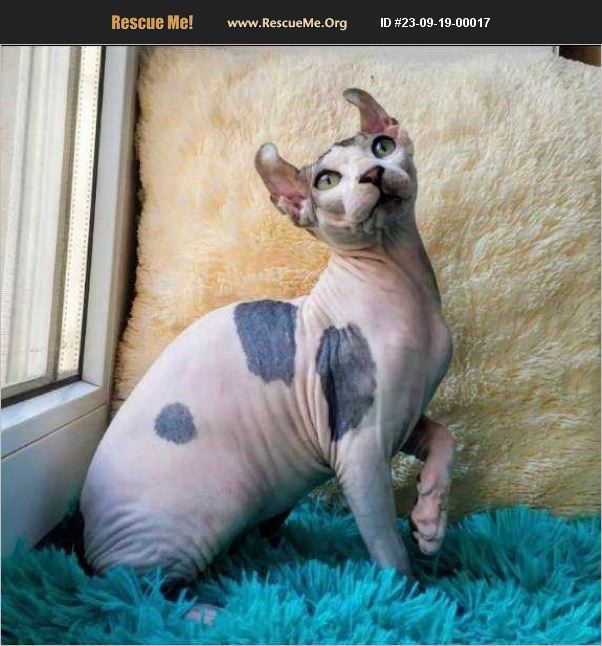 ADOPT 23091900017 Sphynx Rescue Griffin, GA