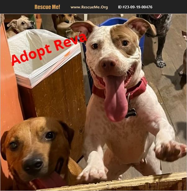 Adopt American Staffordshire Terrier Rescue Maricopa