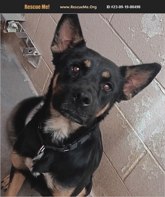 Adopt German Shepherd Rescue Casa Grande Az