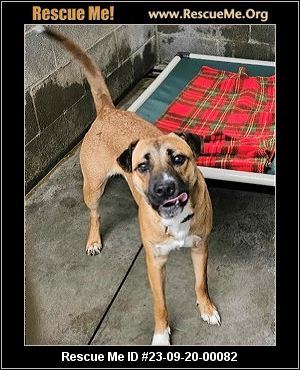 Dog for adoption - Hatfield, a Boxer Mix in Louisville, KY