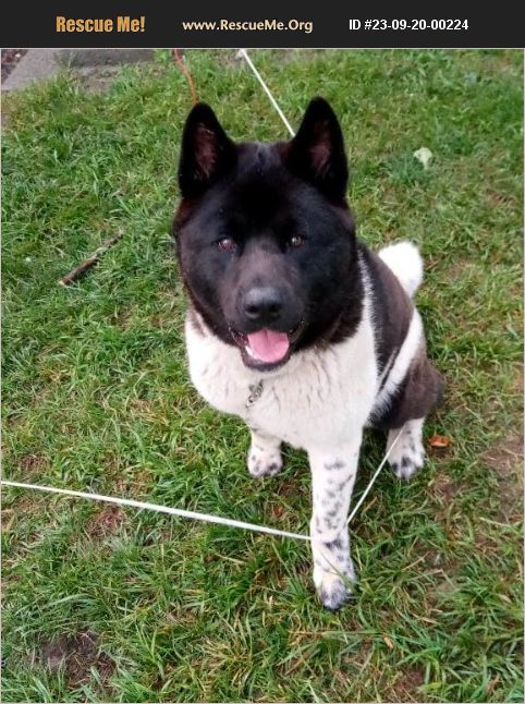 ADOPT 23092000224 ~ Akita Rescue ~ Selkirk, NY