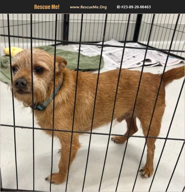 ADOPT 23092000463 Norwich Terrier Rescue Dalton, GA