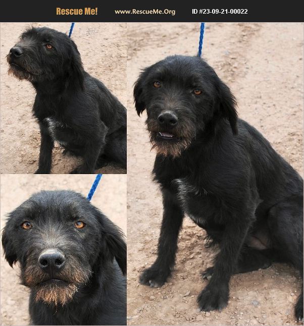 ADOPT 23092100022 Poodle Rescue Casa Grande AZ