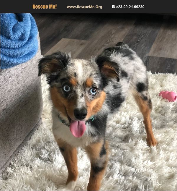 ADOPT 23092100230 Australian Shepherd Rescue Cranberry Twp, PA