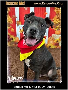 Dog for adoption - Zesty (A159407), an American Staffordshire Terrier in  Detroit, MI