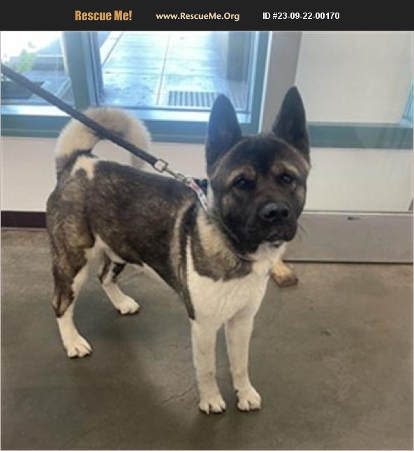 ADOPT 23092200170 ~ Akita Rescue ~ Los Angeles County, CA