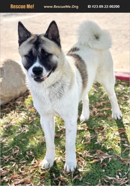 ADOPT 23092200200 ~ Akita Rescue ~ Bakersfield, CA