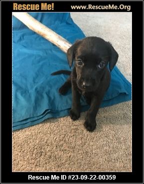 Dog for Adoption - Sugar, a Black Labrador Retriever in East Cleveland, TN