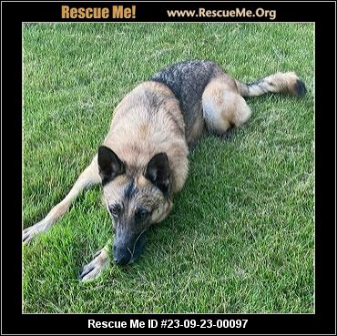 Midwest german shepherd rescue clearance