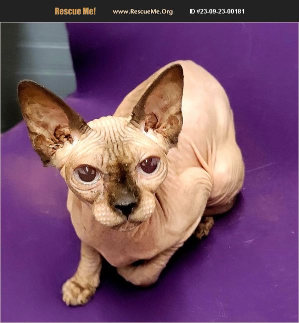 ADOPT 23092300181 Sphynx Rescue Griffin, GA