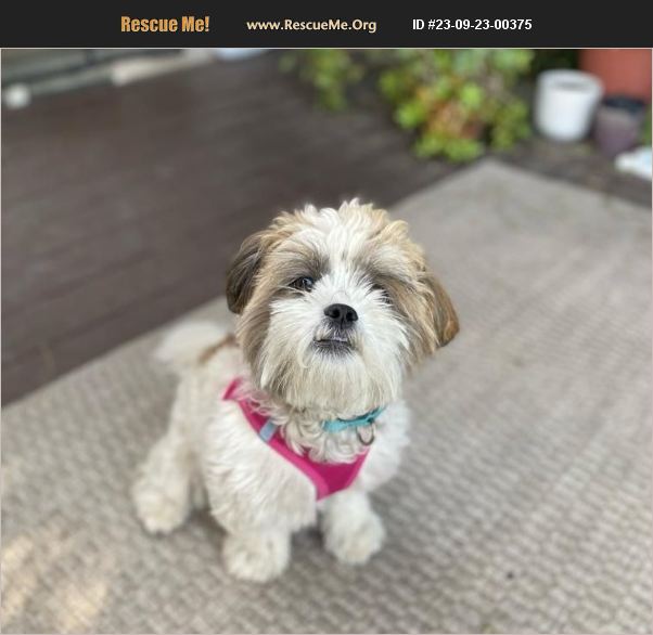 Adopt Shih Tzu Rescue Los Angeles Ca