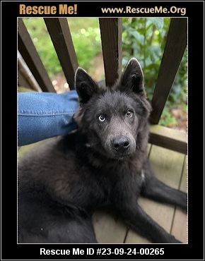 Dog for adoption - Hank, a Pomeranian & Husky Mix in Frankfort, KY