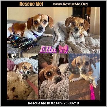 ARIZONA DACHSHUND RESCUE visual data 5