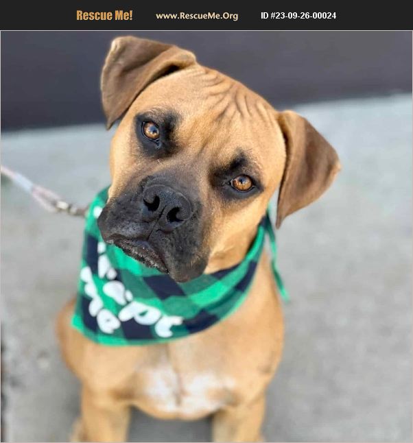 ADOPT 23092600024 Boxer Rescue Mead, CO