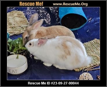 Rabbits for Adoption Near Cleveland, OH