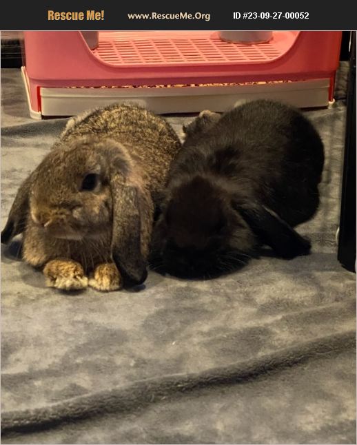ADOPT 23092700052 Rabbit Rescue Newtown, CT