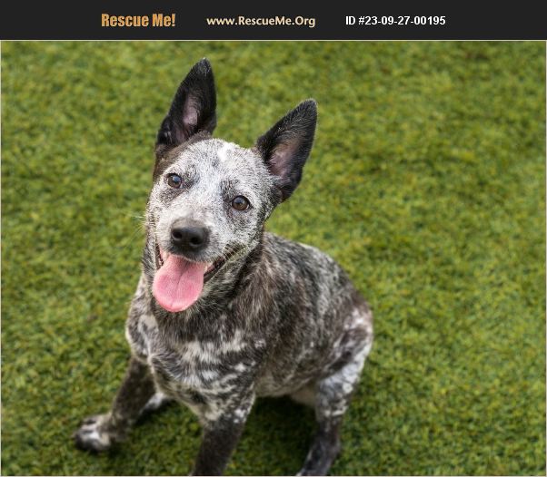 ADOPT 23092700195 Australian Cattle Dog Rescue Mont Belvieu, TX