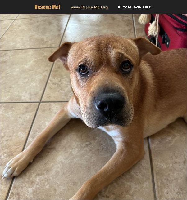 ADOPT 23092800035 SharPei Rescue Simi Valley, CA