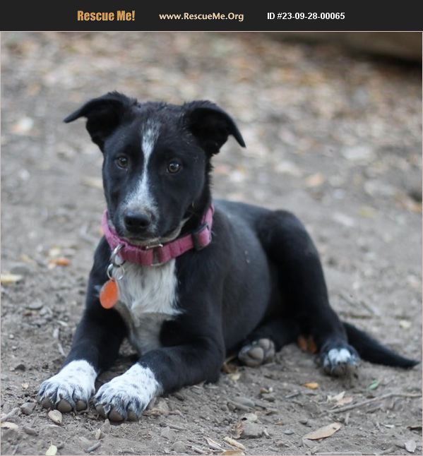 ADOPT 23092800065 Australian Cattle Dog Rescue Paso Robles, CA