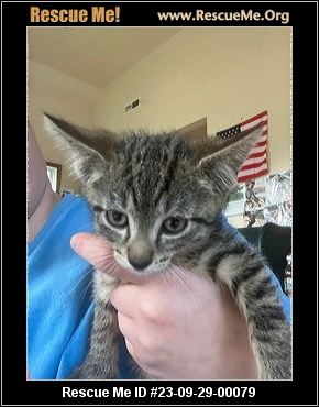 - Virginia Cat Rescue - ADOPTIONS - Rescue Me!