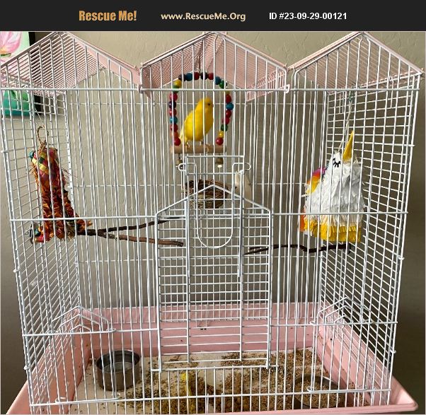 ADOPT 23092900121 Pet Bird Rescue QUEEN CREEK, AZ