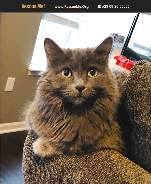 ADOPT 23092900365 Maine Coon Rescue Lees Summit, MO
