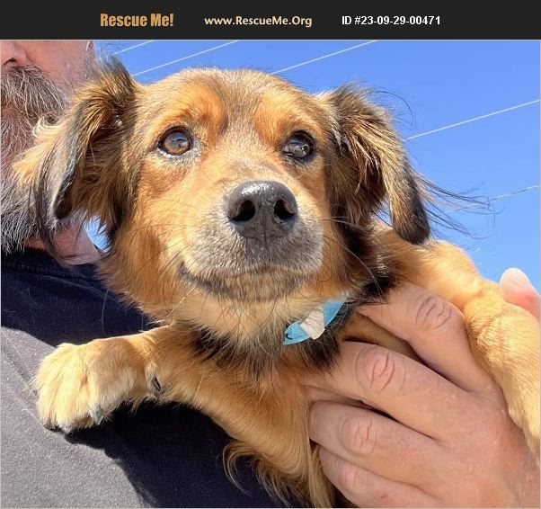 ADOPT 23092900471 Papillon Rescue Marana, AZ