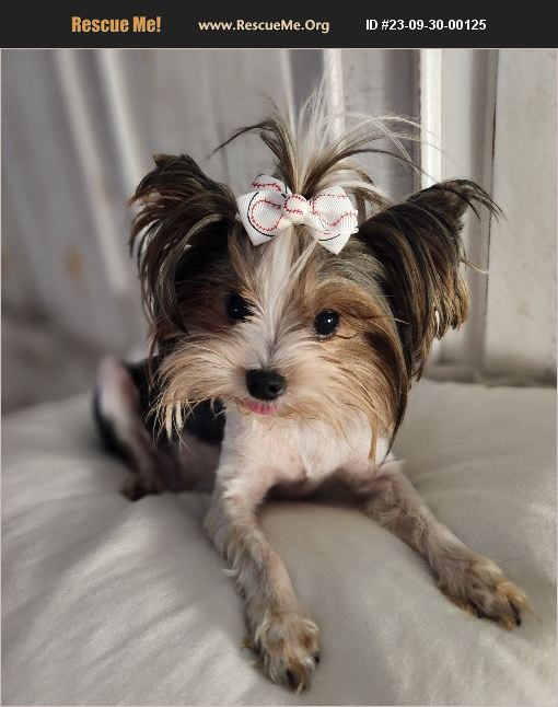 Adopt Yorkie Rescue Chandler Az