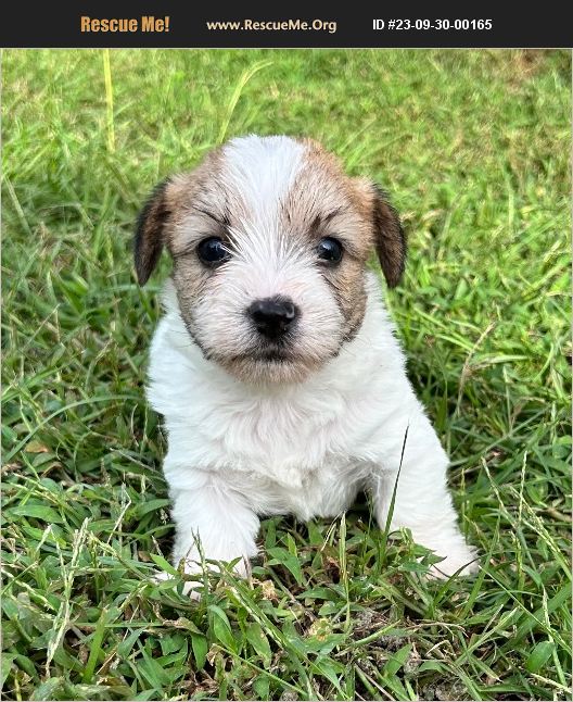 ADOPT 23093000165 Cairn Rescue Rentz, GA