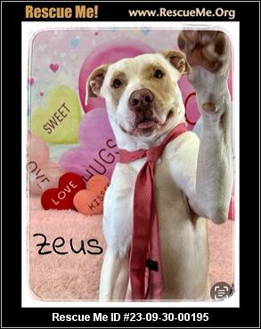 Dog for adoption - Zesty (A159407), an American Staffordshire Terrier in  Detroit, MI