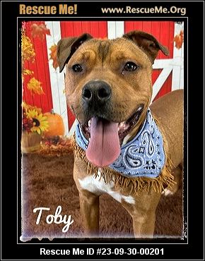 Dog for adoption - Zesty (A159407), an American Staffordshire Terrier in  Detroit, MI