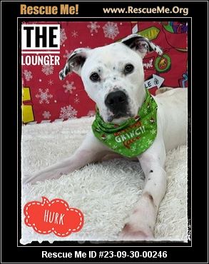 Dog for adoption - Zesty (A159407), an American Staffordshire Terrier in  Detroit, MI