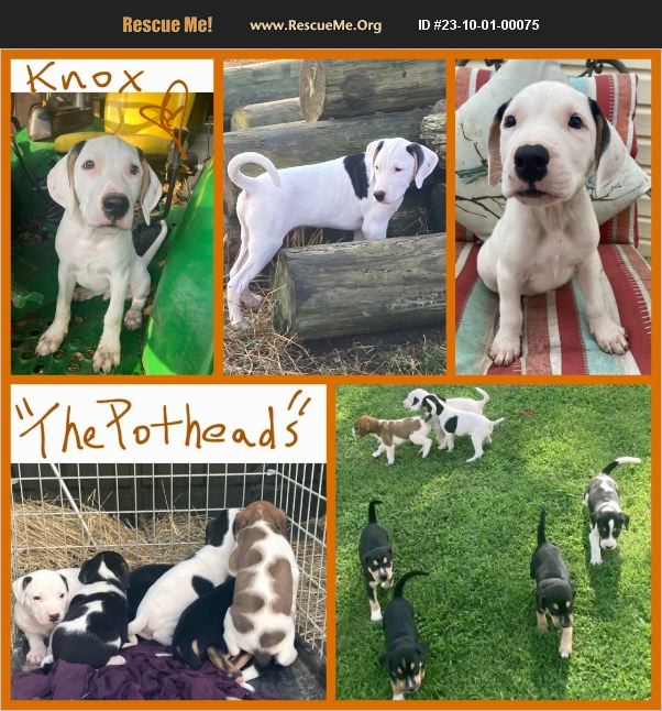 ADOPT 23100100075 Pointer Rescue Jackson, TN