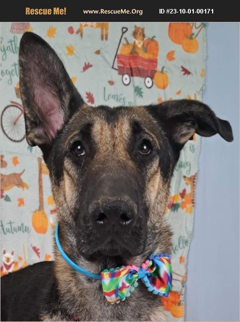 Adopt German Shepherd Rescue Casa Grande Az