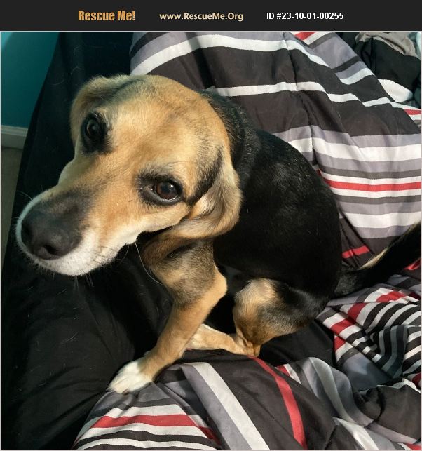 ADOPT 23100100255 Beagle Rescue Lebanon, OH