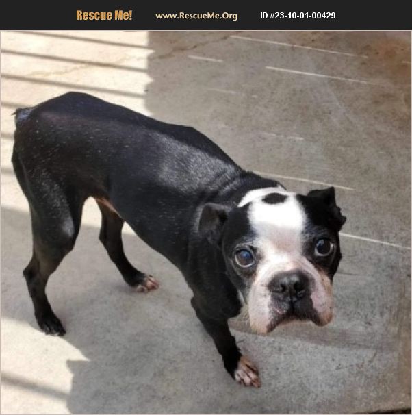 ADOPT 23100100429 ~ Boston Terrier Rescue ~ Chittenden County, VT