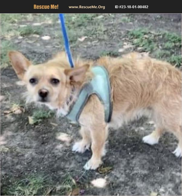 ADOPT 23100100482 Chihuahua Rescue Katy, TX