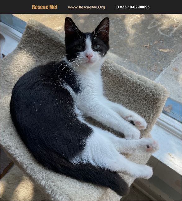 ADOPT 23100200095 Domestic Cat Rescue Lancaster, PA