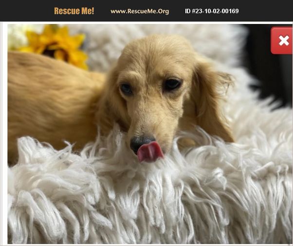 ADOPT 23100200169 Dachshund Rescue PLATTSBURGH, NY