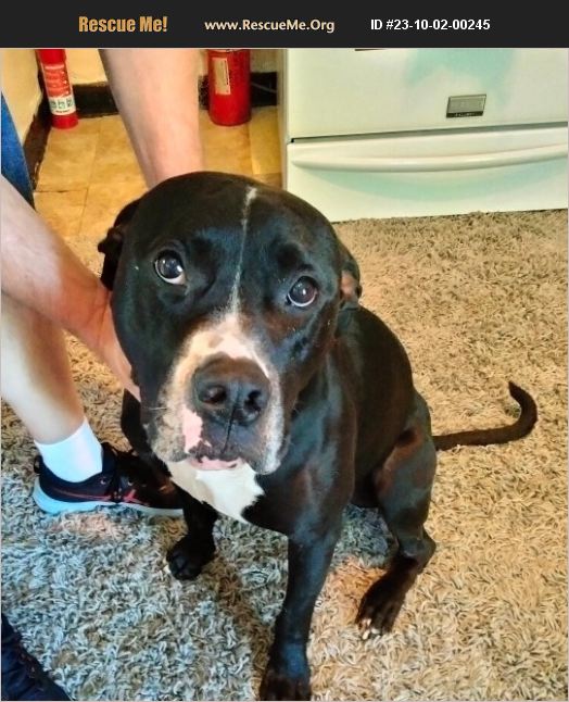 ADOPT 23100200245 Boxer Rescue Parma, OH