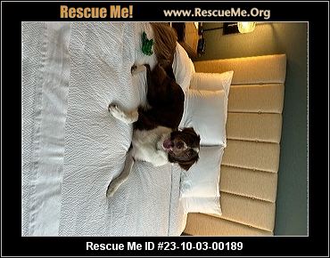 Adopt an Australian Shepherd puppy near New York, NY