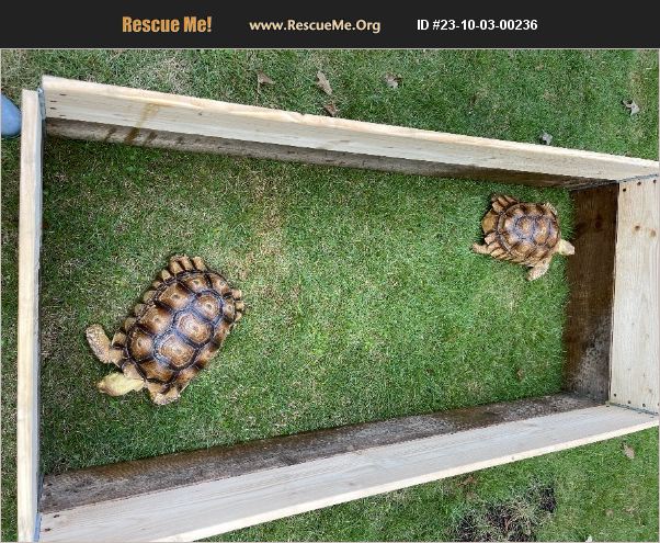 ADOPT 23100300236 ~ Reptile/Amphibian Rescue ~ Birmingham, AL