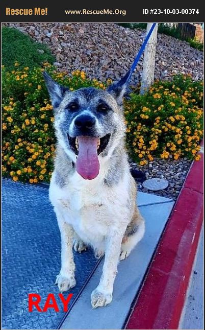 ADOPT 23100300374 ~ Akita Rescue ~ Las Vegas, NV