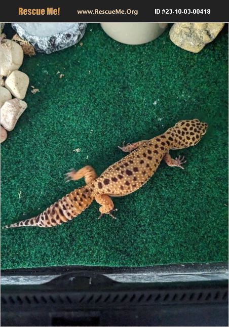 ADOPT 23100300418 ~ Reptile/Amphibian Rescue ~ Folsom, CA